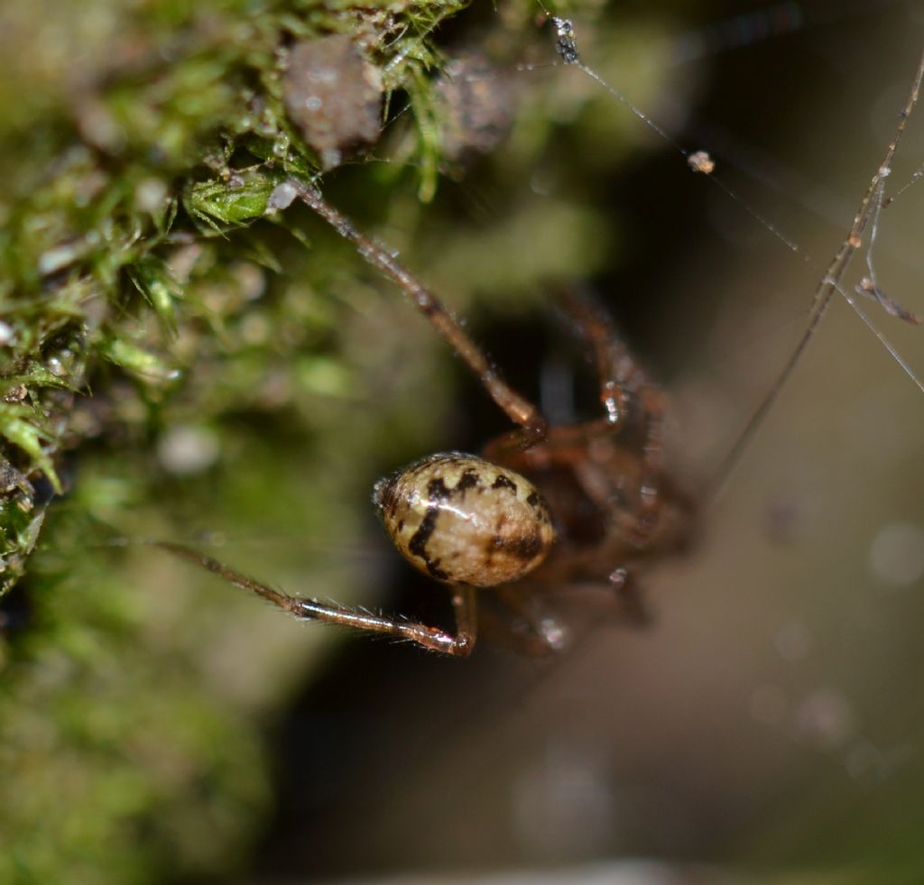 Enoplognatha cfr mandibularis maschio e femmina - Grosseto